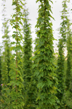 Hops Plants Growing In Veritcal Rows