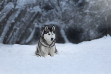 siberian husky dog