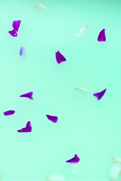 rose petals floating in a milk bath, surreal mint green and purple colours