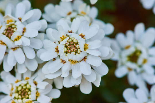Closeup shot of beautiful white evergreen candytuft flowers in a garden