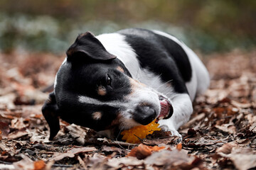 Charming British hunting dog breed on walk. Black and white smooth haired Jack Russell Terrier lies in autumn leaves and enjoys eating toy ball.