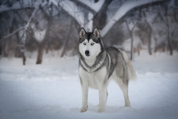 siberian husky in the snow