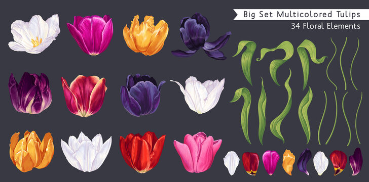 Big set of multicolored tulips. Spring realistic flowers.Vector clip-art elements high detailed isolated on dark background. Easy to edit and customize for your design, patterns, cards banners posters