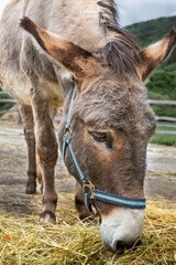 Naklejka na ściany i meble Donkey on animal farm feeding itself hay