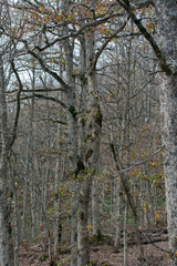 Akfadou forest in Bejaia, Algeria, a Forest of oak and beech