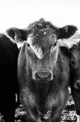 Fototapeta premium B&W Cow