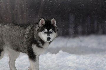 siberian husky in winter