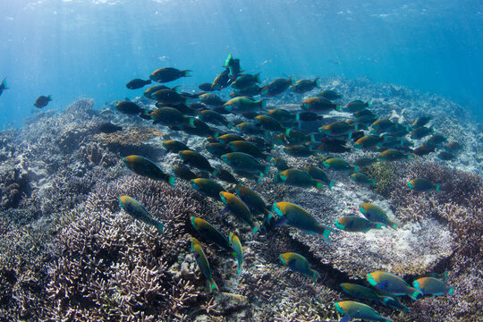 A school of parrot fishes on the move