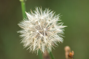 dandelion seed head