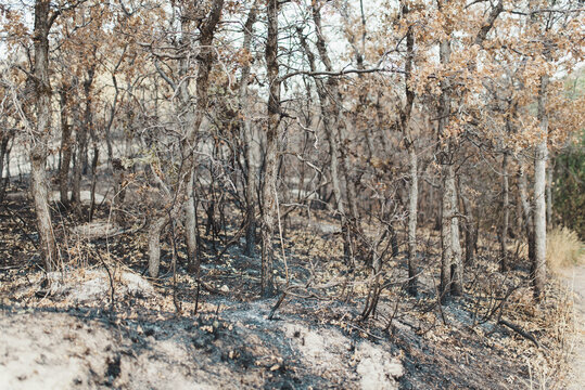 A forest in Utah that was burned down by a bolt of lightening
