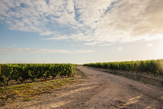 A Path Between Two Vineyards