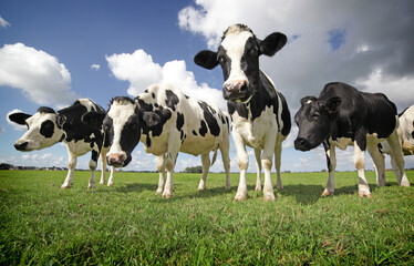 Holstein cows