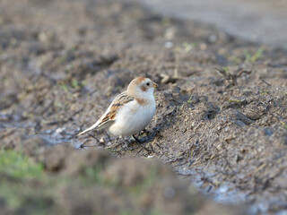 Schneeammer in der Eifel