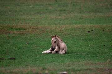 foal lying in the field