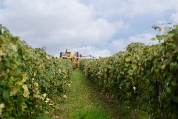grape harvester in row of grapes
