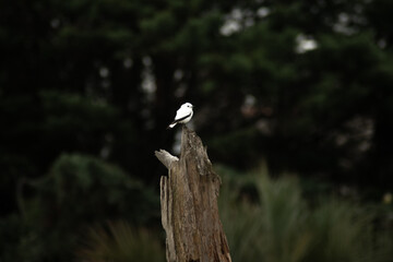 white monjita on a tree