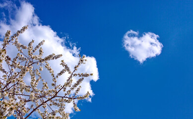 Flowers of the cherry blossoms isolated on blue sky .