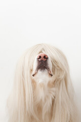 funny cute dog in a wig sitting in the studio closeup 