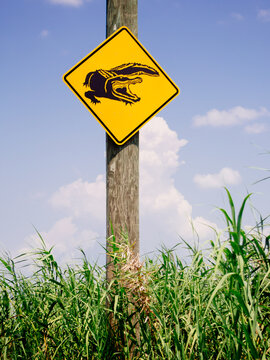 Alligator Warning
