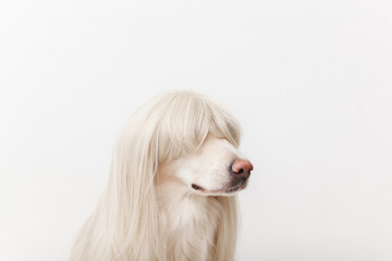 golden retriever dog in a wig sitting in the studio close-up 
