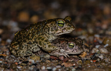 Kreuzkröten (Epidalea calamita) / Natterjack Toads