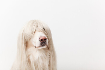 dog in a wig in the studio close up 