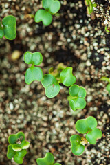 young sprout growing up in seedling tray