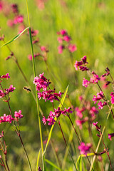 Obraz na płótnie Canvas summer meadow with pink flowers
