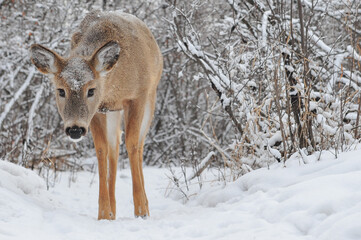 young white tail deer walking out of winter forest for its close up