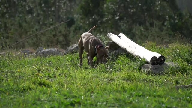 American stanford playing with a stick