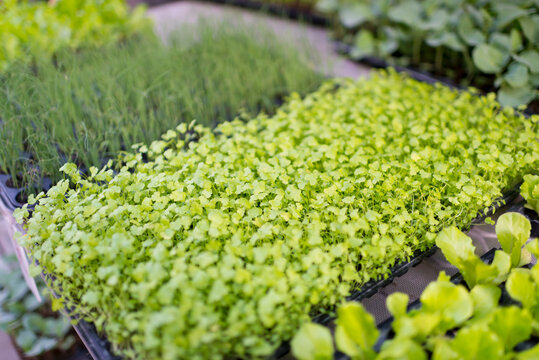 Fresh celery and green onion vegetable seedling growing in pot