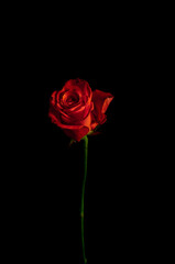 Beautiful exquisite Red rose rose on a thin stem on a black background. Dark background.