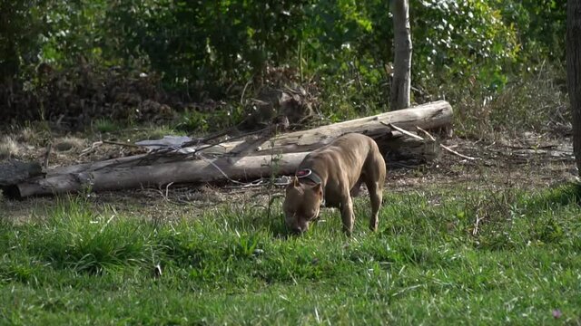 American stanford playing with a stick