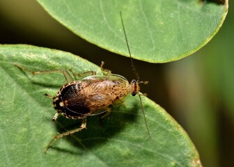 Least Yellow Cockroach (Cariblatta minima) dorsal view foraging in tree leaves in Houston, TX.