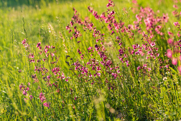summer meadow with pink flowers