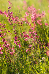 summer meadow with pink flowers