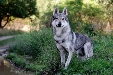 Naklejka na ściany i meble Czechoslovak Wolfdog in the nature