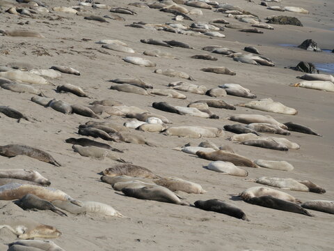 Wild elephant seals sleeping on California beach