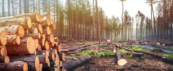 Log spruce trunks pile. Sawn trees from the forest. Logging timber wood industry. Cut trees along a...