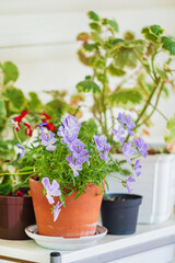 Fototapeta na wymiar nice plants in the pots