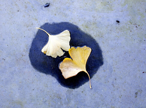 Two ginkgo leaves