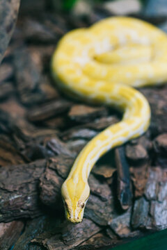 boa snake