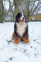 Portrait of happy Bernese Mountain Dog in the snow