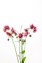 Obraz premium nice flower on the white background
