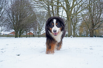 Large Bernese Mountain Dog walking in the snow