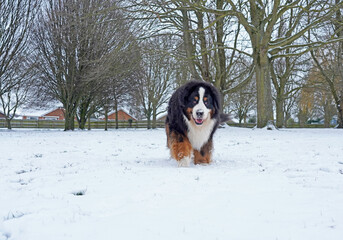 Happy Bernese Mountain Dog walking in the snow 