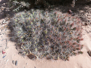 A small bush of opuntia cactus in the natural habitat