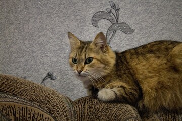 cat and mouse