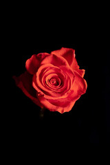 exquisite coral rose on a stem on a black background. Low key photography.