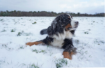 Bernese Mountain Dog enjoying snow day